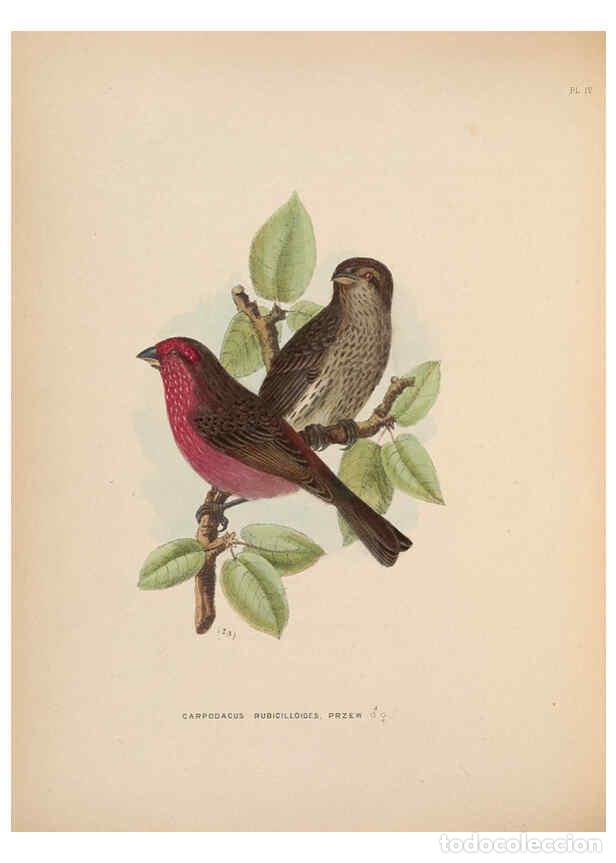 Colecionismo de Revistas e Jornais: Reproducci&oacute;n/Reproduction 5981481375: Ornithological miscellany V.2 London :Tr&uuml;bner and Co., Bernard