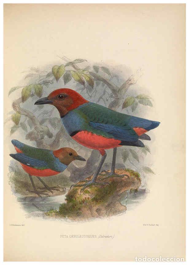 Colecionismo de Revistas e Jornais: Reproducci&oacute;n/Reproduction 5982042736: Ornithological miscellany V.2 London :Tr&uuml;bner and Co., Bernard