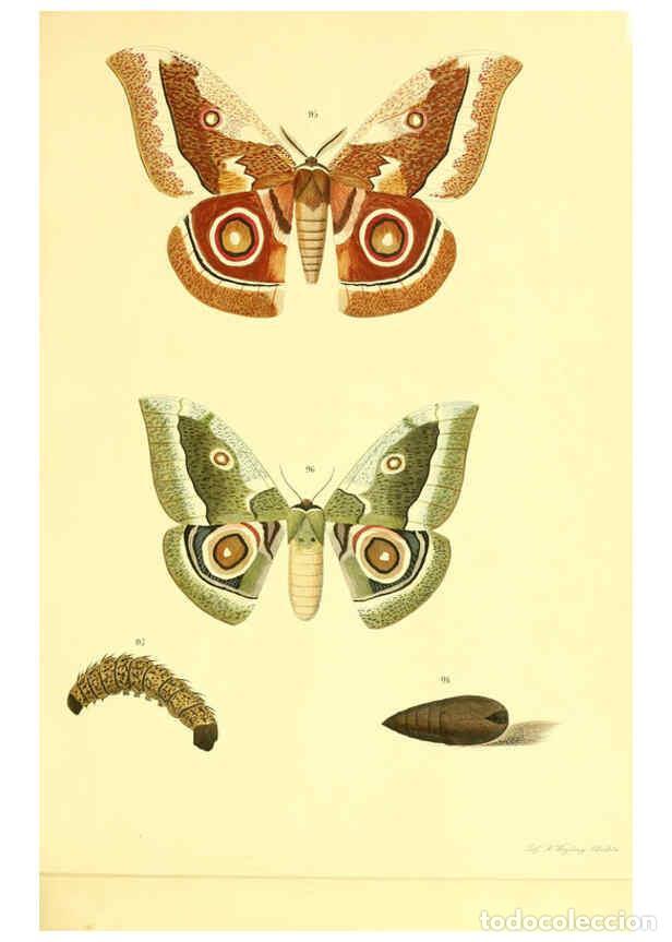 Colecionismo de Revistas e Jornais: Reproducci&oacute;n/Reproduction 5981252952: Beitr&auml;ge zur Schmetterlingskunde Elberfeld :[s.n.],1872 - J. P