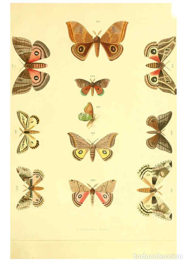 Colecionismo de Revistas e Jornais: Reproducci&oacute;n/Reproduction 5981253822: Beitr&auml;ge zur Schmetterlingskunde Elberfeld :[s.n.],1872 - J. P