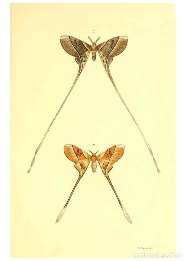 Colecionismo de Revistas e Jornais: Reproducci&oacute;n/Reproduction 5981251294: Beitr&auml;ge zur Schmetterlingskunde Elberfeld :[s.n.],1872 - J. P