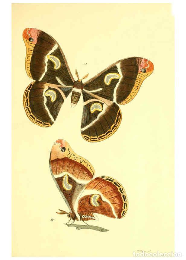 Colecionismo de Revistas e Jornais: Reproducci&oacute;n/Reproduction 5981251748: Beitr&auml;ge zur Schmetterlingskunde Elberfeld :[s.n.],1872 - J. P