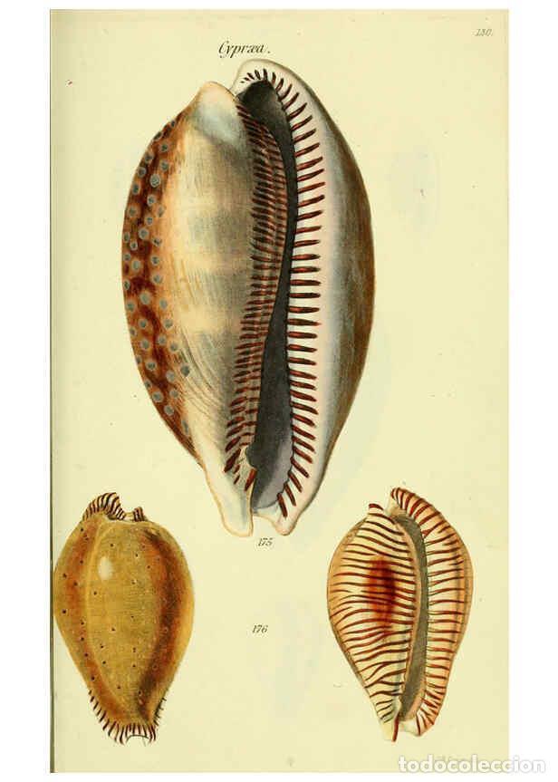 Colecionismo de Revistas e Jornais: Reproducci&oacute;n/Reproduction 5977980377: The conchological illustrations or, Coloured figures of all th