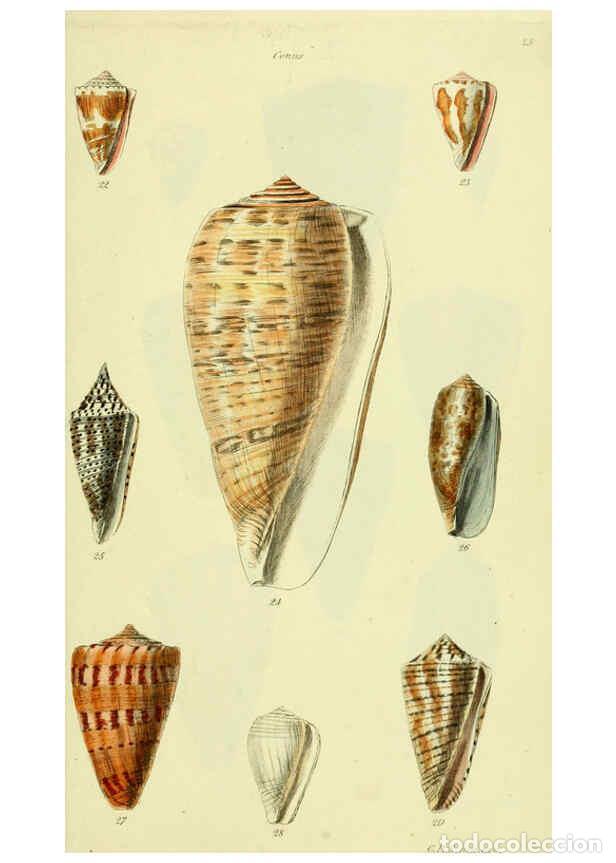 Colecionismo de Revistas e Jornais: Reproducci&oacute;n/Reproduction 5977982137: The conchological illustrations or, Coloured figures of all th