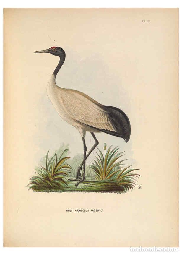 Colecionismo de Revistas e Jornais: Reproducci&oacute;n/Reproduction 5981489623: Ornithological miscellany V.2 London :Tr&uuml;bner and Co., Bernard