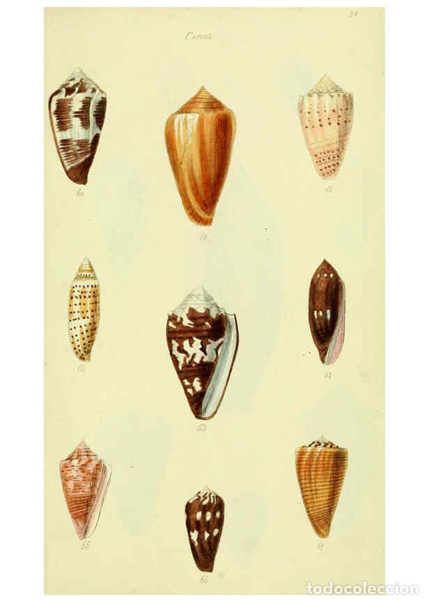 Colecionismo de Revistas e Jornais: Reproducci&oacute;n/Reproduction 5978544162: The conchological illustrations or, Coloured figures of all th
