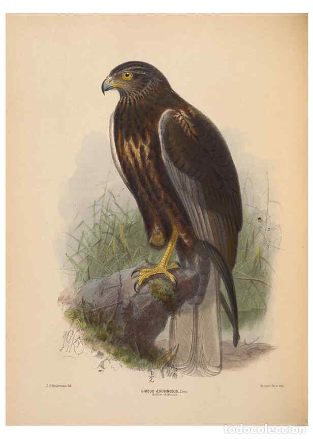 Colecionismo de Revistas e Jornais: Reproducci&oacute;n/Reproduction 5982052746: Ornithological miscellany V.2 London :Tr&uuml;bner and Co., Bernard