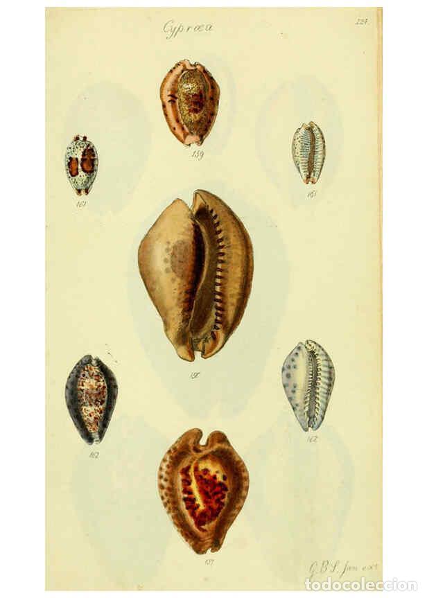 Colecionismo de Revistas e Jornais: Reproducci&oacute;n/Reproduction 5977978469: The conchological illustrations or, Coloured figures of all th