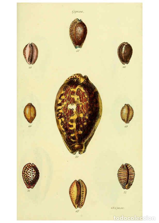 Colecionismo de Revistas e Jornais: Reproducci&oacute;n/Reproduction 5978529932: The conchological illustrations or, Coloured figures of all th