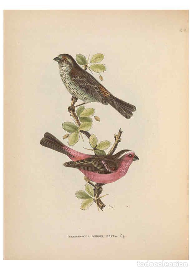 Colecionismo de Revistas e Jornais: Reproducci&oacute;n/Reproduction 5982041396: Ornithological miscellany V.2 London :Tr&uuml;bner and Co., Bernard