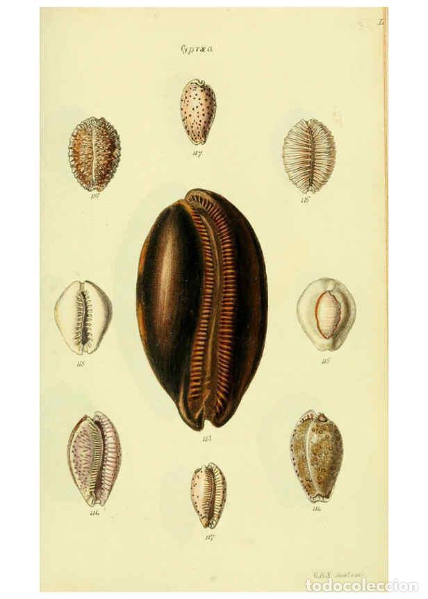 Colecionismo de Revistas e Jornais: Reproducci&oacute;n/Reproduction 5977974889: The conchological illustrations or, Coloured figures of all th