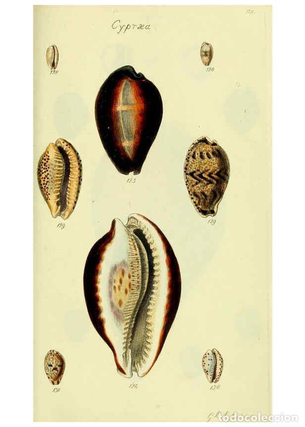 Colecionismo de Revistas e Jornais: Reproducci&oacute;n/Reproduction 5978535054: The conchological illustrations or, Coloured figures of all th