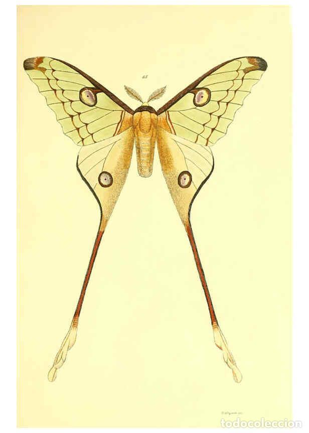 Colecionismo de Revistas e Jornais: Reproducci&oacute;n/Reproduction 5981251456: Beitr&auml;ge zur Schmetterlingskunde Elberfeld :[s.n.],1872 - J. P