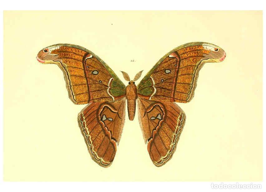 Colecionismo de Revistas e Jornais: Reproducci&oacute;n/Reproduction 5980690597: Beitr&auml;ge zur Schmetterlingskunde Elberfeld :[s.n.],1872 - J. P