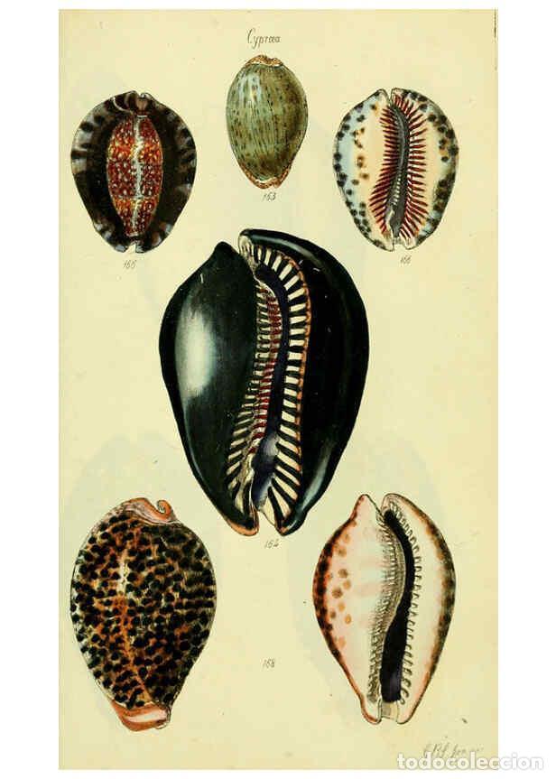 Colecionismo de Revistas e Jornais: Reproducci&oacute;n/Reproduction 5978537502: The conchological illustrations or, Coloured figures of all th