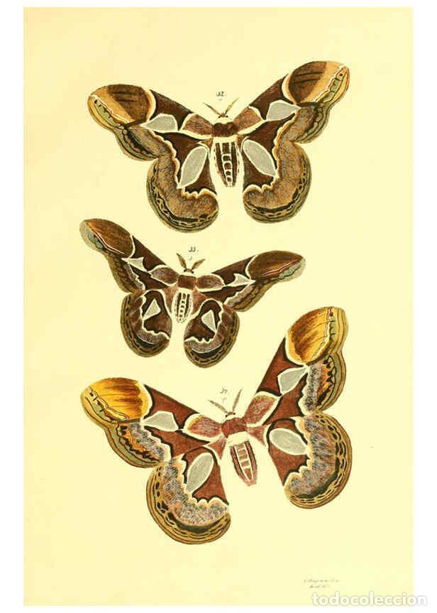 Colecionismo de Revistas e Jornais: Reproducci&oacute;n/Reproduction 5981249794: Beitr&auml;ge zur Schmetterlingskunde Elberfeld :[s.n.],1872 - J. P