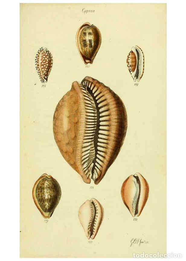 Collezionismo di Riviste e Giornali: Reproducci&oacute;n/Reproduction 5977980943: The conchological illustrations or, Coloured figures of all th