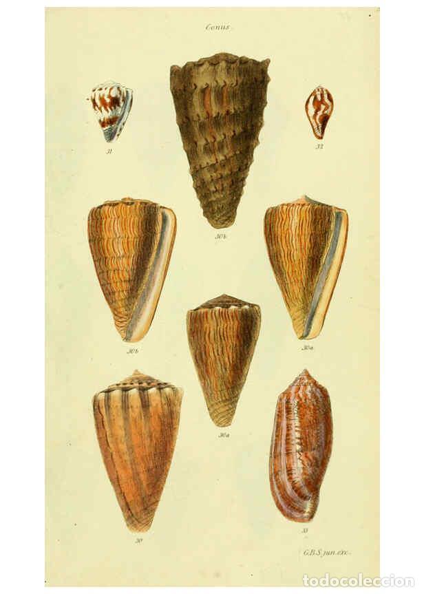 Collezionismo di Riviste e Giornali: Reproducci&oacute;n/Reproduction 5977982541: The conchological illustrations or, Coloured figures of all th
