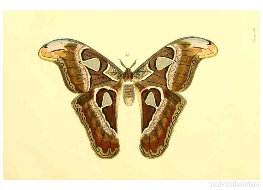 Collezionismo di Riviste e Giornali: Reproducci&oacute;n/Reproduction 5981250440: Beitr&auml;ge zur Schmetterlingskunde Elberfeld :[s.n.],1872 - J. P