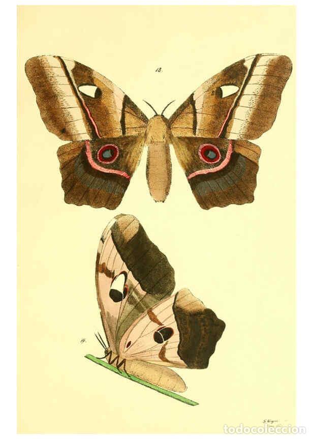 Collezionismo di Riviste e Giornali: Reproducci&oacute;n/Reproduction 5981248668: Beitr&auml;ge zur Schmetterlingskunde Elberfeld :[s.n.],1872 - J. P