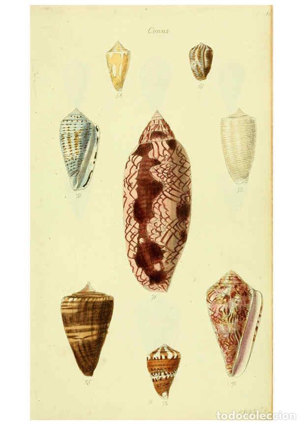 Collezionismo di Riviste e Giornali: Reproducci&oacute;n/Reproduction 5977985991: The conchological illustrations or, Coloured figures of all th