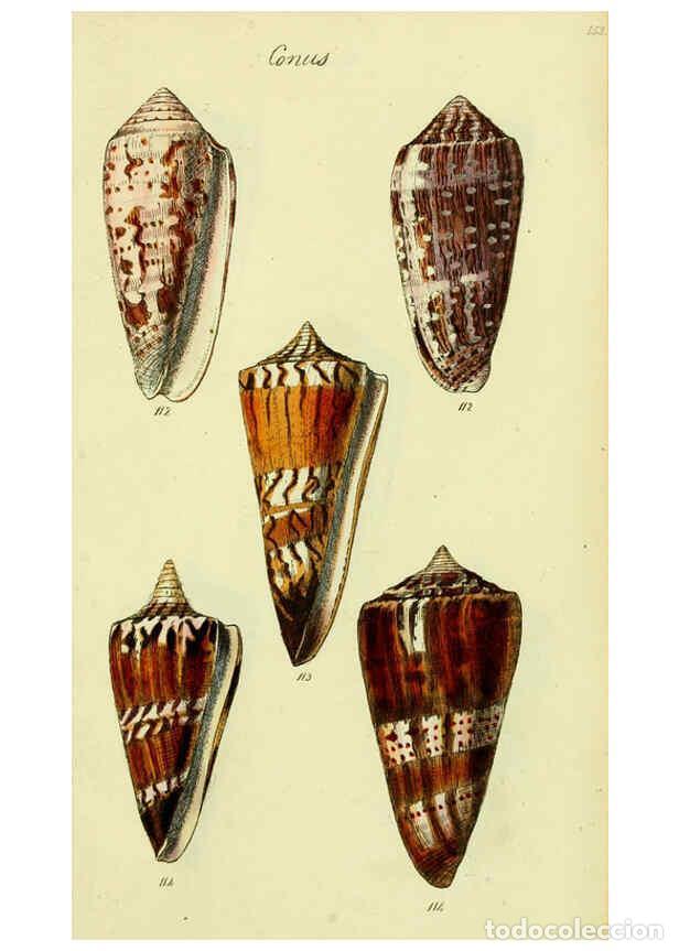 Collezionismo di Riviste e Giornali: Reproducci&oacute;n/Reproduction 5977988535: The conchological illustrations or, Coloured figures of all th