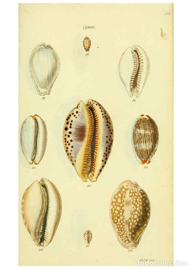 Collezionismo di Riviste e Giornali: Reproducci&oacute;n/Reproduction 5978532316: The conchological illustrations or, Coloured figures of all th