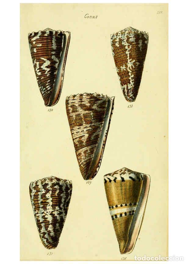Collezionismo di Riviste e Giornali: Reproducci&oacute;n/Reproduction 5977990103: The conchological illustrations or, Coloured figures of all th