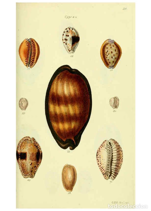 Collezionismo di Riviste e Giornali: Reproducci&oacute;n/Reproduction 5978533824: The conchological illustrations or, Coloured figures of all th