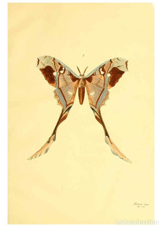 Collezionismo di Riviste e Giornali: Reproducci&oacute;n/Reproduction 5980689031: Beitr&auml;ge zur Schmetterlingskunde Elberfeld :[s.n.],1872 - J. P