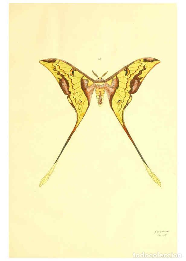 Collezionismo di Riviste e Giornali: Reproducci&oacute;n/Reproduction 5981248032: Beitr&auml;ge zur Schmetterlingskunde Elberfeld :[s.n.],1872 - J. P