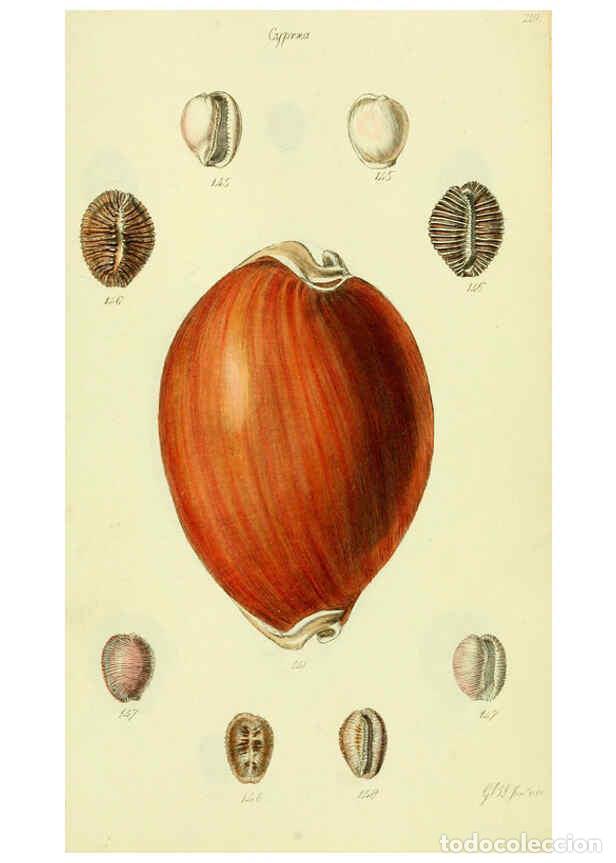 Collezionismo di Riviste e Giornali: Reproducci&oacute;n/Reproduction 5978535324: The conchological illustrations or, Coloured figures of all th