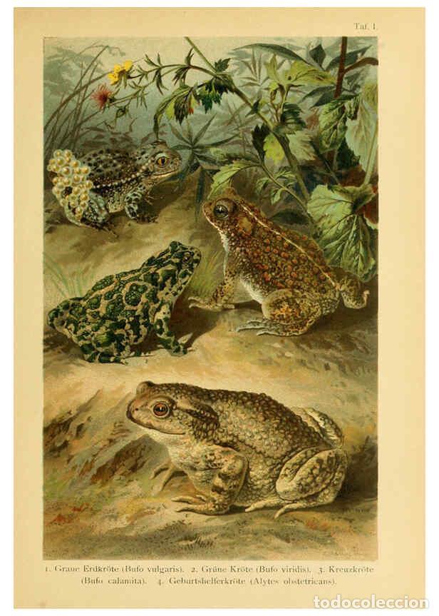 Collezionismo di Riviste e Giornali: Reproducci&oacute;n/Reproduction 5981665253: Deutschlands Amphibien und Reptilien Magdeburg,Creutz'sche Ver