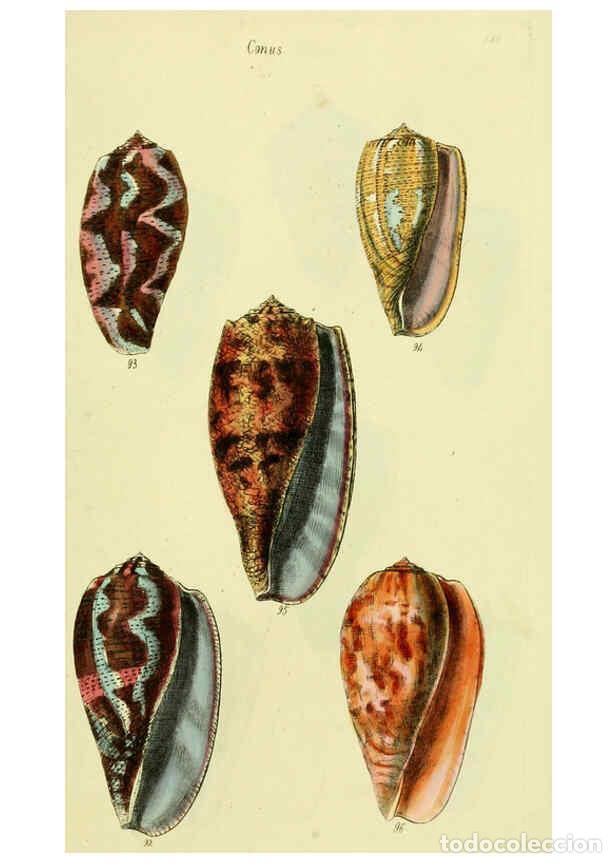 Collezionismo di Riviste e Giornali: Reproducci&oacute;n/Reproduction 5977986945: The conchological illustrations or, Coloured figures of all th