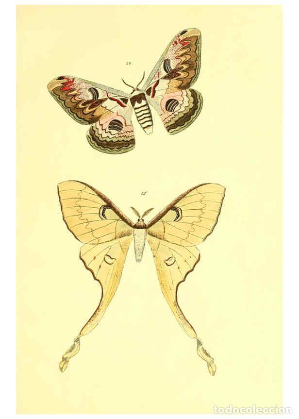 Collezionismo di Riviste e Giornali: Reproducci&oacute;n/Reproduction 5981249250: Beitr&auml;ge zur Schmetterlingskunde Elberfeld :[s.n.],1872 - J. P