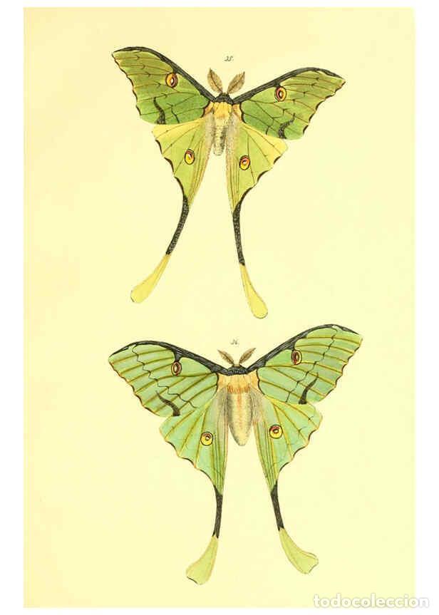 Collezionismo di Riviste e Giornali: Reproducci&oacute;n/Reproduction 5981249952: Beitr&auml;ge zur Schmetterlingskunde Elberfeld :[s.n.],1872 - J. P