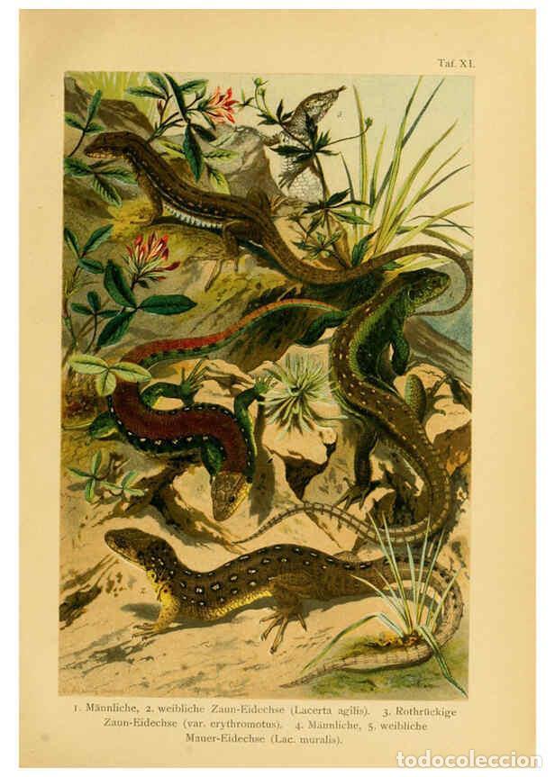 Collezionismo di Riviste e Giornali: Reproducci&oacute;n/Reproduction 5981668669: Deutschlands Amphibien und Reptilien Magdeburg,Creutz'sche Ver