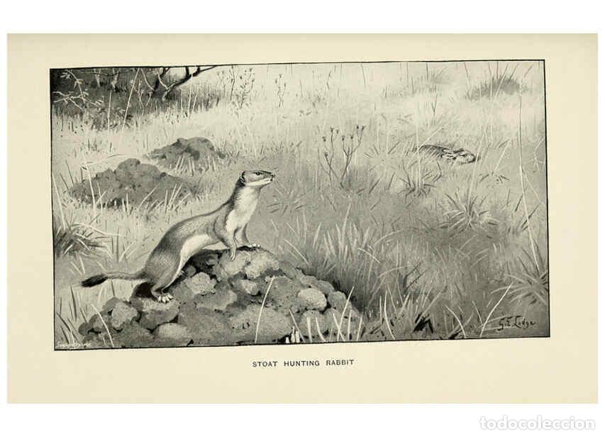 Collezionismo di Riviste e Giornali: Reproducci&oacute;n/Reproduction 5982276670: The rabbit London,Longmans,1898 - James Edmund Harting