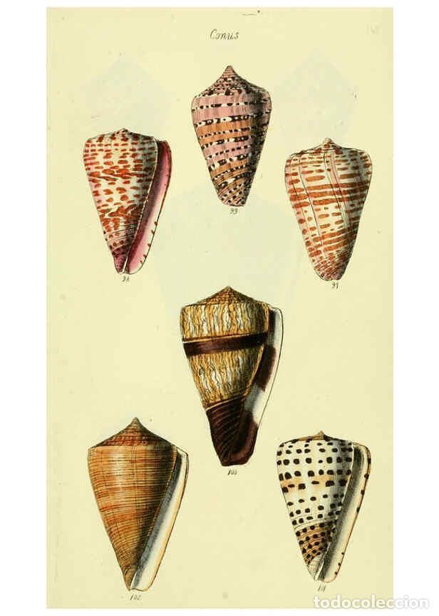 Collezionismo di Riviste e Giornali: Reproducci&oacute;n/Reproduction 5978545710: The conchological illustrations or, Coloured figures of all th