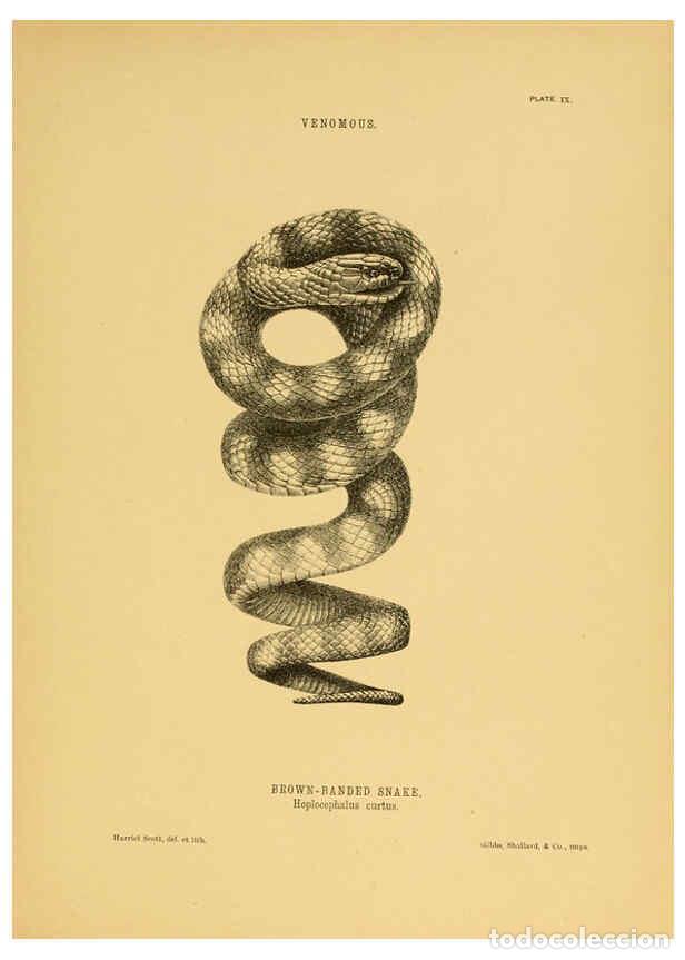 Collezionismo di Riviste e Giornali: Reproducci&oacute;n/Reproduction 5982159894: The snakes of Australia Sydney :T. Richards, Government Printe