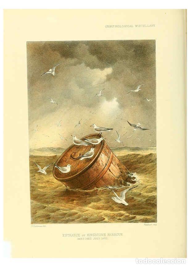 Collezionismo di Riviste e Giornali: Reproducci&oacute;n/Reproduction 5982106698: Ornithological miscellany V.3 London :Tr&uuml;bner and Co., Bernard