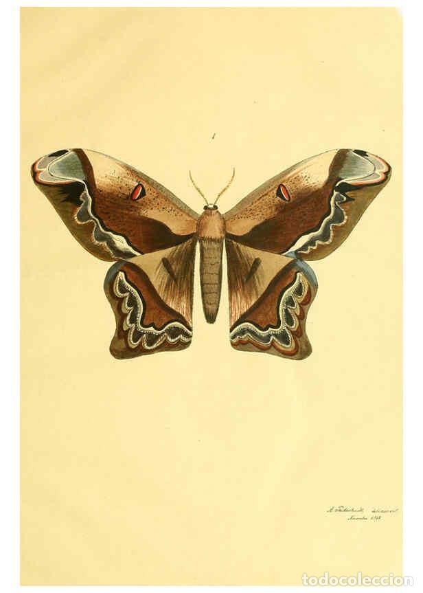 Collezionismo di Riviste e Giornali: Reproducci&oacute;n/Reproduction 5981246812: Beitr&auml;ge zur Schmetterlingskunde Elberfeld :[s.n.],1872 - J. P