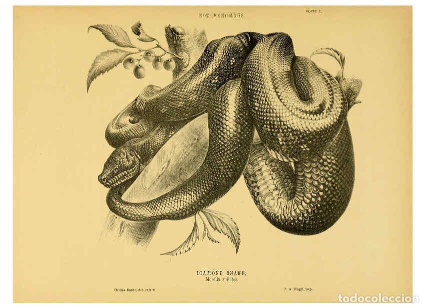 Collezionismo di Riviste e Giornali: Reproducci&oacute;n/Reproduction 5981596379: The snakes of Australia Sydney :T. Richards, Government Printe