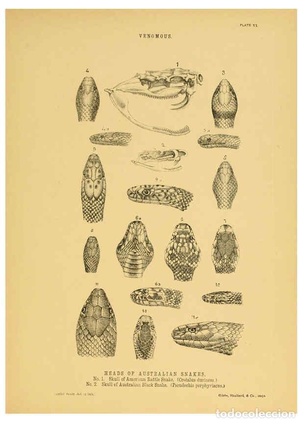 Collezionismo di Riviste e Giornali: Reproducci&oacute;n/Reproduction 5981598231: The snakes of Australia Sydney :T. Richards, Government Printe