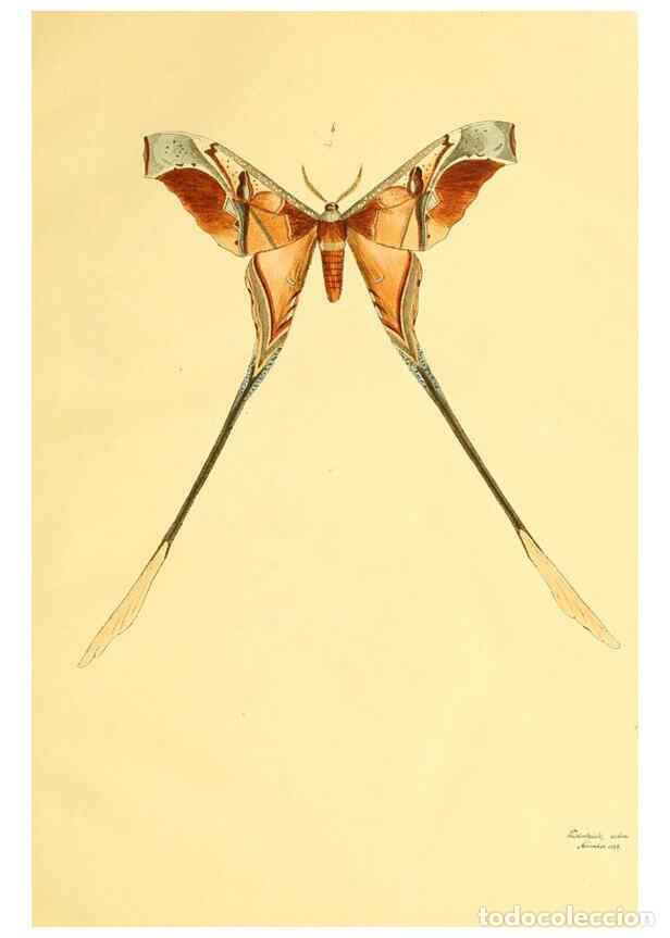 Collezionismo di Riviste e Giornali: Reproducci&oacute;n/Reproduction 5980689137: Beitr&auml;ge zur Schmetterlingskunde Elberfeld :[s.n.],1872 - J. P