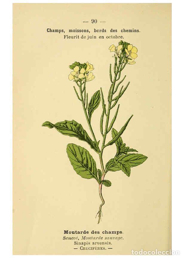 Collection Magazines and Newspapers: Reproducci&oacute;n/Reproduction 6022030249: Atlas de poche des plantes des champs, des prairies et des boi