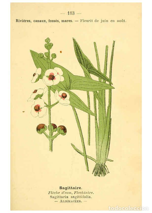 Collection Magazines and Newspapers: Reproducci&oacute;n/Reproduction 6022594720: Atlas de poche des plantes des champs, des prairies et des boi