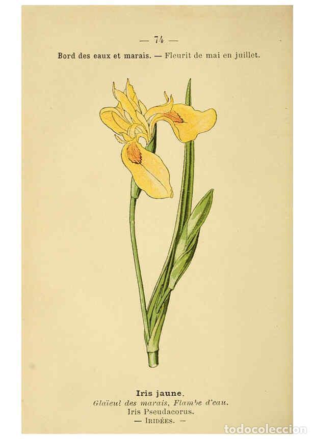 Collection Magazines and Newspapers: Reproducci&oacute;n/Reproduction 6022581444: Atlas de poche des plantes des champs, des prairies et des boi