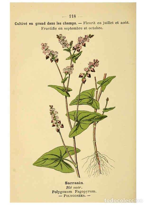 Collection Magazines and Newspapers: Reproducci&oacute;n/Reproduction 6022596412: Atlas de poche des plantes des champs, des prairies et des boi