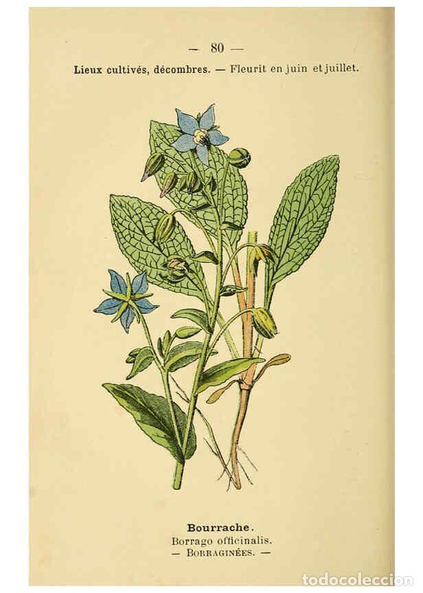 Collection Magazines and Newspapers: Reproducci&oacute;n/Reproduction 6022583626: Atlas de poche des plantes des champs, des prairies et des boi